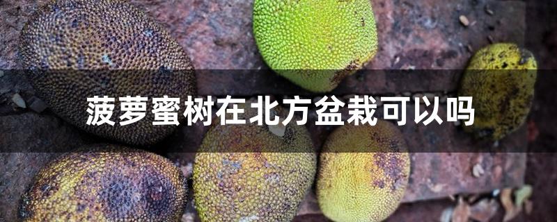 菠萝蜜树在北方盆栽可以吗 菠萝蜜树在北方盆栽可以吗