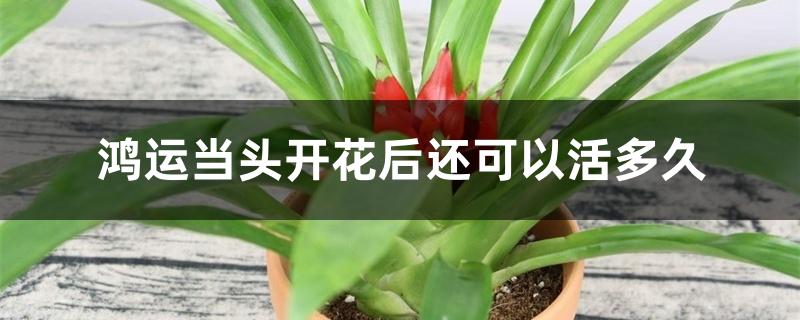 鸿运当头开花后还可以活多久 鸿运当头开花后还可以活多久