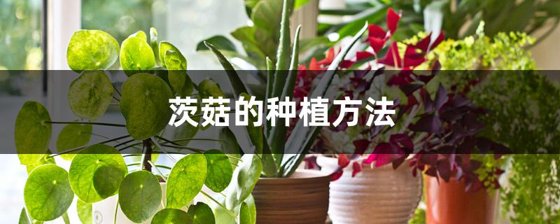 茨菇的种植方法 茨菇的种植方法