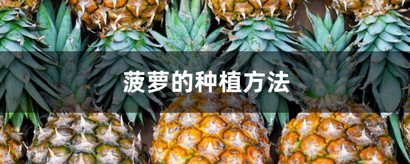 菠萝的种植方法 菠萝的种植方法