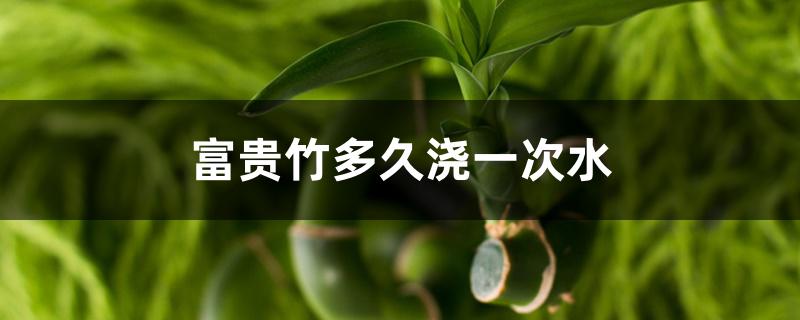 富贵竹多久浇一次水 富贵竹多久浇一次水