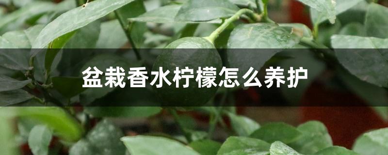 盆栽香水柠檬怎么养护 盆栽香水柠檬怎么养护