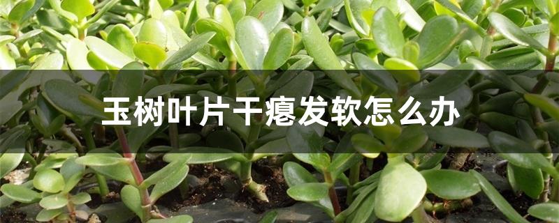 玉树叶片干瘪发软怎么办 玉树叶片干瘪发软怎么办