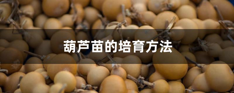 葫芦苗的培育方法 葫芦苗的培育方法