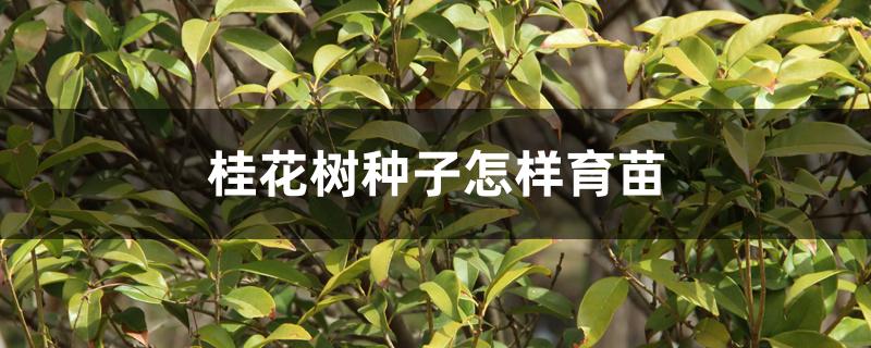 桂花树种子怎样育苗 桂花树种子怎样育苗