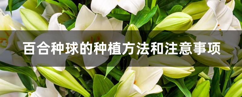 百合种球的种植方法和注意事项 百合种球的种植方法和注意事项