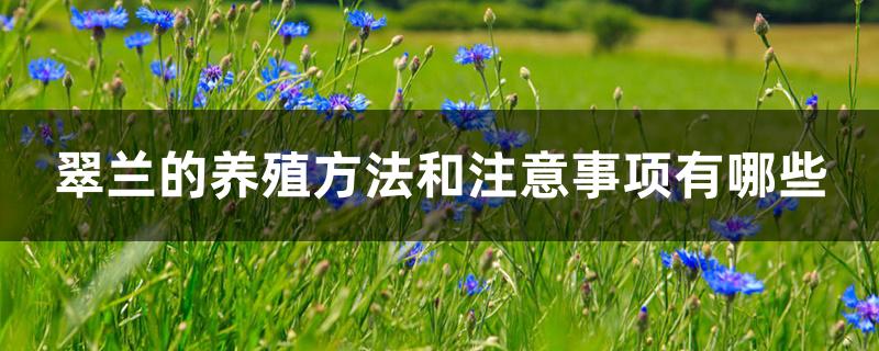 翠兰的养殖方法和注意事项有哪些