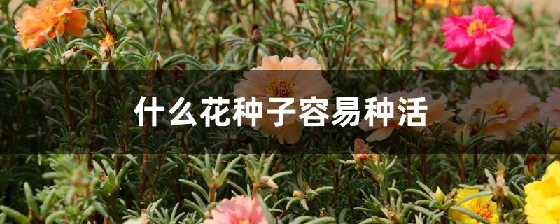 什么花种子容易种活 什么花种子容易种活