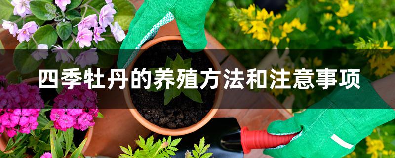 四季牡丹的养殖方法和注意事项 四季牡丹的养殖方法和注意事项