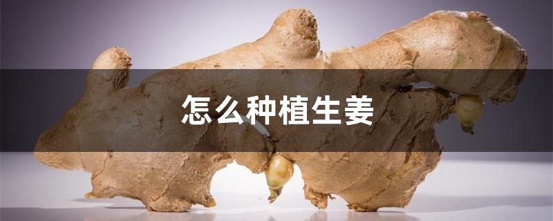 怎么种植生姜 怎么种植生姜