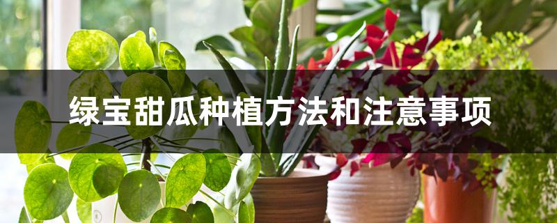 绿宝甜瓜种植方法和注意事项
