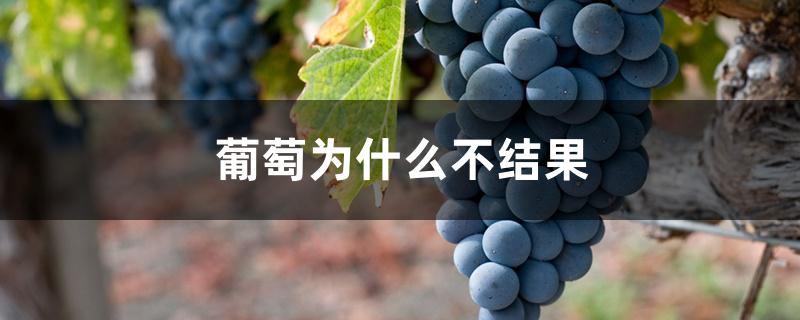 葡萄为什么不结果 葡萄为什么不结果