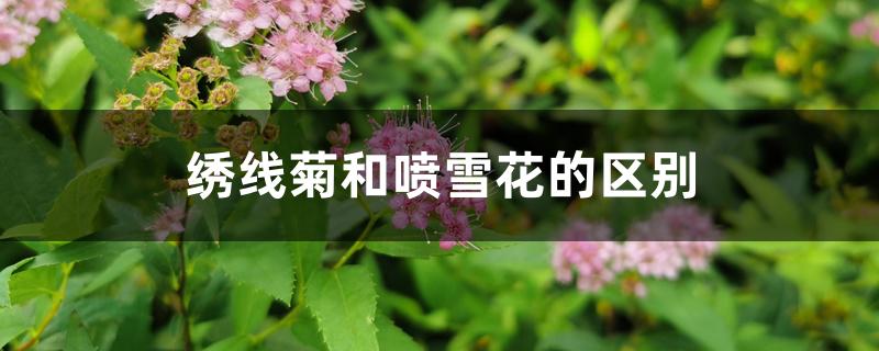 绣线菊和喷雪花的区别 绣线菊和喷雪花的区别