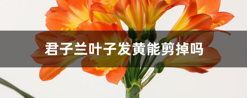 君子兰叶子发黄能剪掉吗 君子兰叶子发黄能剪掉吗