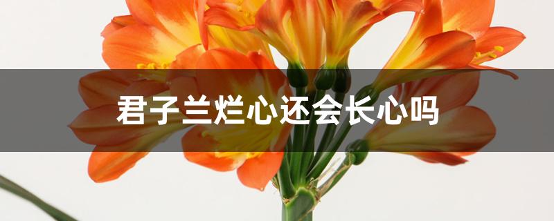 君子兰烂心还会长心吗 君子兰烂心还会长心吗