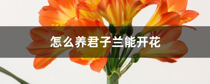 怎么养君子兰能开花 怎么养君子兰能开花