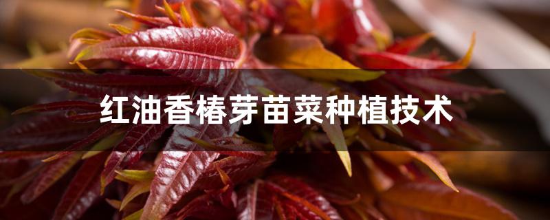 红油香椿芽苗菜种植技术 红油香椿芽苗菜种植技术