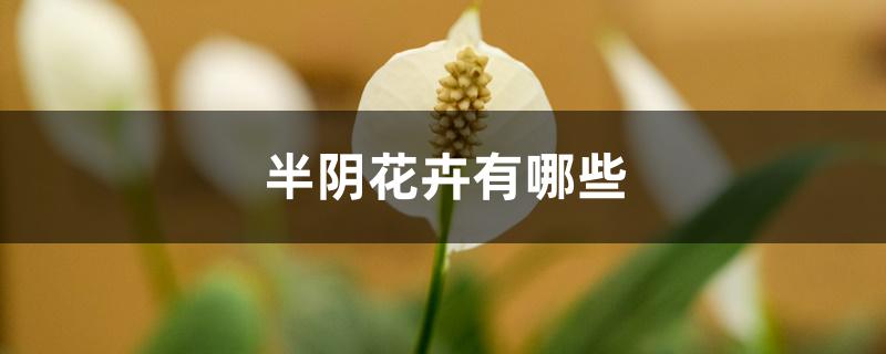 半阴花卉有哪些 半阴花卉有哪些