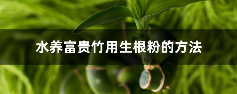 水养富贵竹用生根粉的方法 水养富贵竹用生根粉的方法