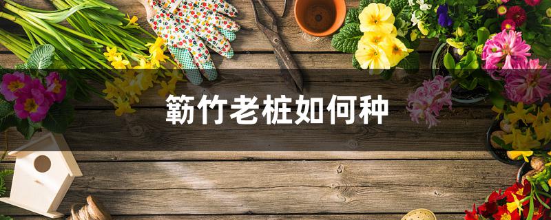 簕竹老桩如何种 簕竹老桩如何种