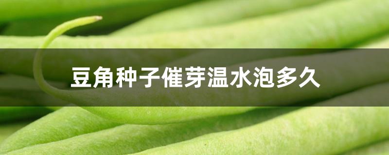豆角种子催芽温水泡多久 豆角种子催芽温水泡多久