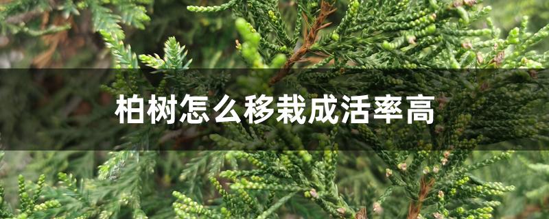 柏树怎么移栽成活率高 柏树怎么移栽成活率高