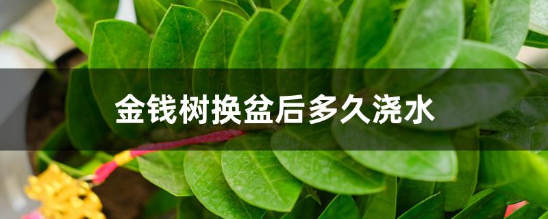 金钱树换盆后多久浇水 金钱树换盆后多久浇水