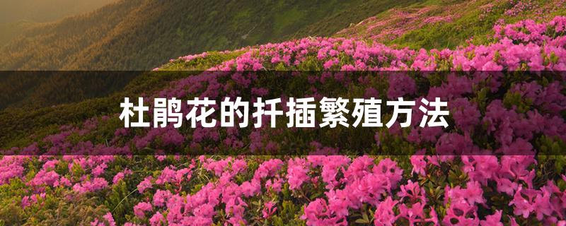 杜鹃花的扦插繁殖方法