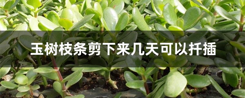 玉树枝条剪下来几天可以扦插 玉树枝条剪下来几天可以扦插