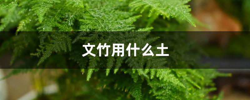 文竹用什么土 文竹用什么土