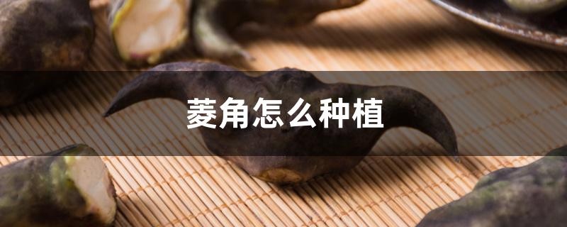 菱角怎么种植