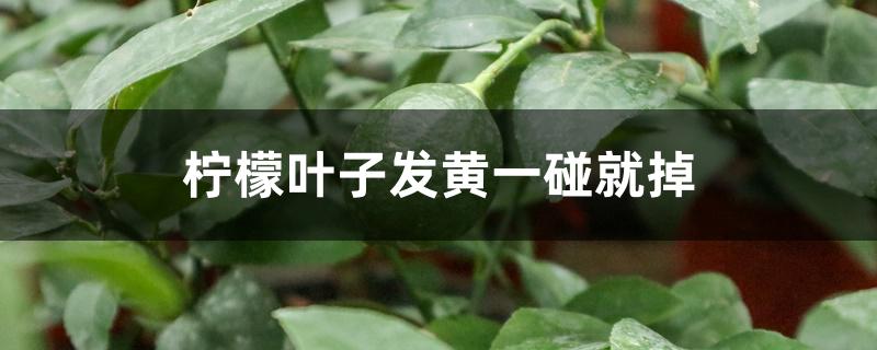 柠檬叶子发黄一碰就掉 柠檬叶子发黄一碰就掉