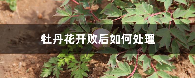 牡丹花开败后如何处理 牡丹花开败后如何处理