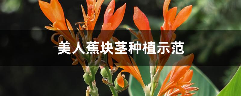 美人蕉块茎种植示范 美人蕉块茎种植示范