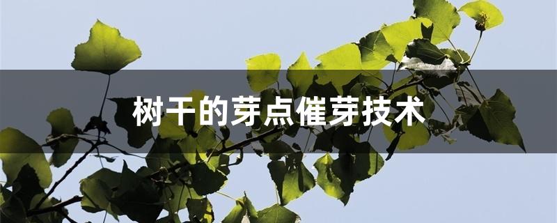 树干的芽点催芽技术 树干的芽点催芽技术