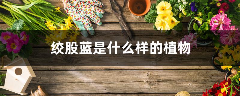 绞股蓝是什么样的植物 绞股蓝是什么样的植物