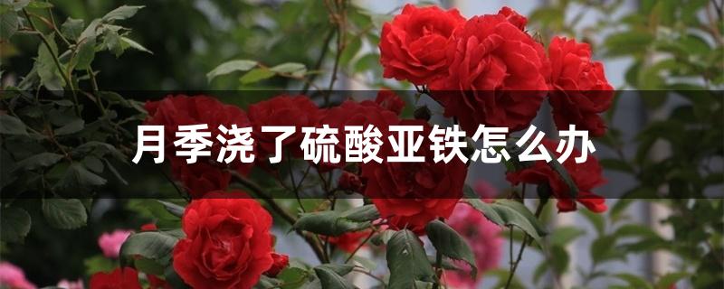 月季浇了硫酸亚铁怎么办 月季浇了硫酸亚铁怎么办