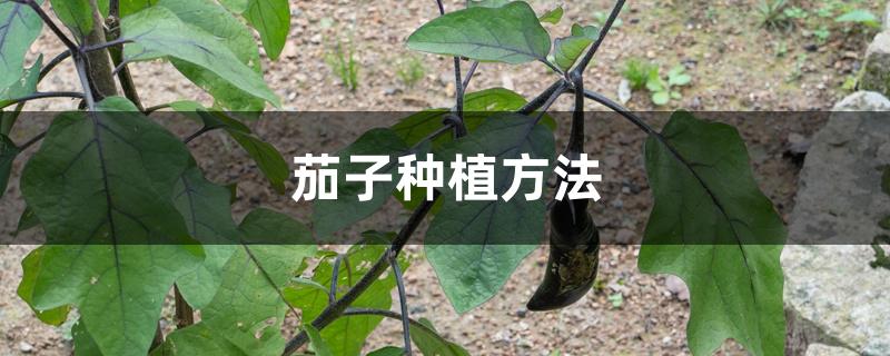 茄子种植方法 茄子种植方法