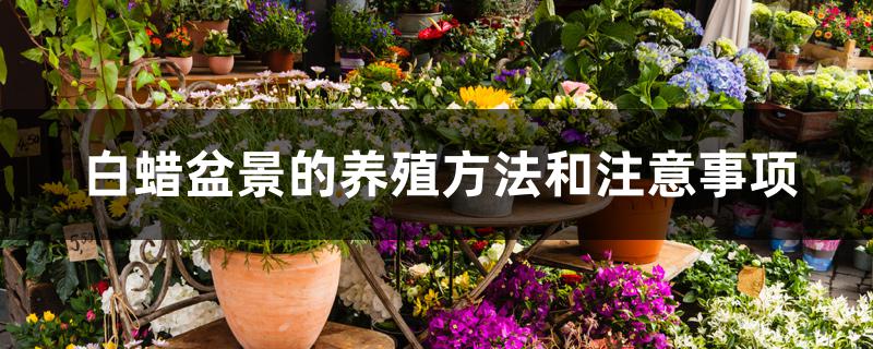 白蜡盆景的养殖方法和注意事项 白蜡盆景的养殖方法和注意事项