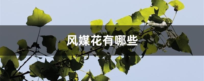 风媒花有哪些 风媒花有哪些