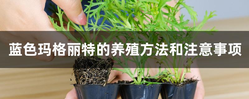 蓝色玛格丽特的养殖方法和注意事项 蓝色玛格丽特的养殖方法和注意事项