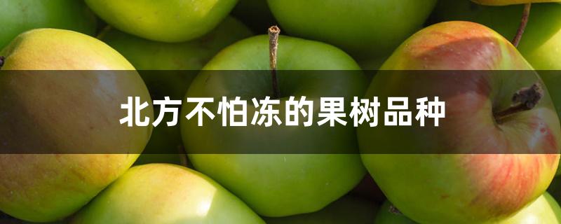 北方不怕冻的果树品种 北方不怕冻的果树品种