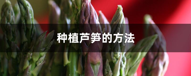 种植芦笋的方法 种植芦笋的方法