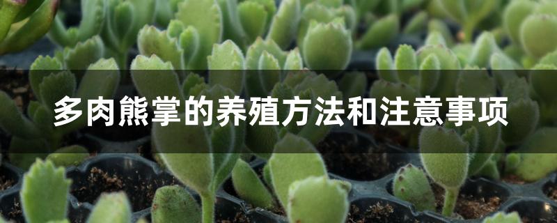 多肉熊掌的养殖方法和注意事项 多肉熊掌的养殖方法和注意事项