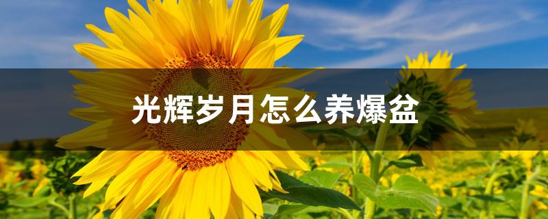 光辉岁月怎么养爆盆 光辉岁月怎么养爆盆