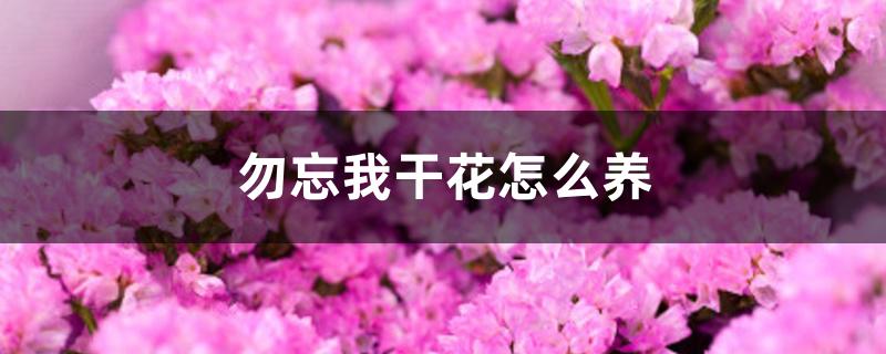 勿忘我干花怎么养 勿忘我干花怎么养
