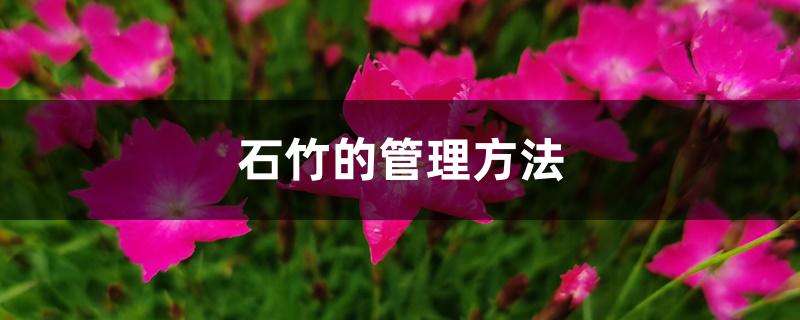 石竹的管理方法 石竹的管理方法