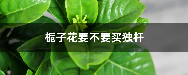栀子花要不要买独杆 栀子花要不要买独杆