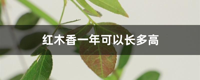 红木香一年可以长多高