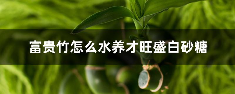富贵竹怎么水养才旺盛白砂糖 富贵竹怎么水养才旺盛白砂糖
